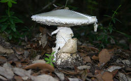 Amanita.jpg