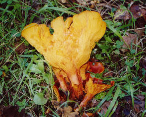 Omphalotus.jpg