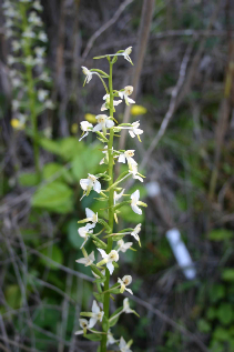 Platanthera bifolia lesser butterfly orchid