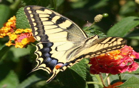 swallowtail