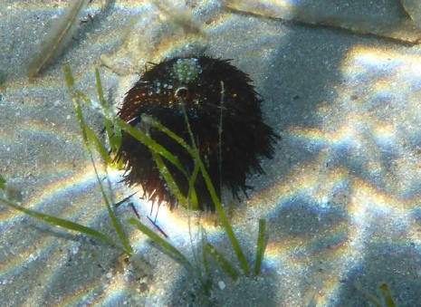 arbacia lixula