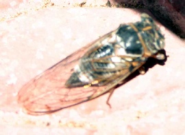 cicada