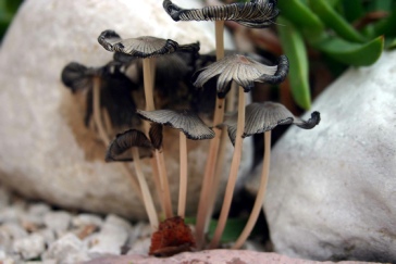 coprinus_bisporus