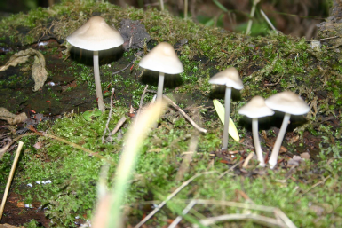 inkcaps