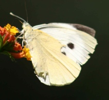 large-white