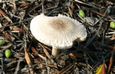 lepiota