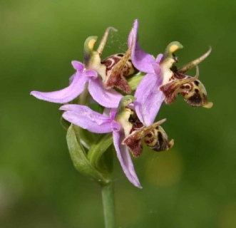 ophrys-scolopax