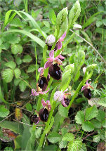 ophrys-scolopax.png