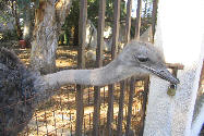 ostrich.jpg
