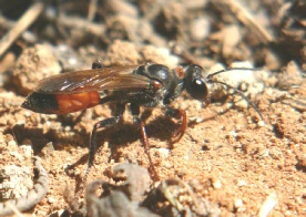 sand-digger-wasp
