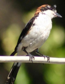 woodchat-shrike